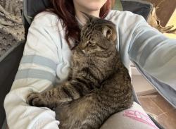 Lost Male Cat last seen Villa Serena apmts, Yuma, AZ 85364