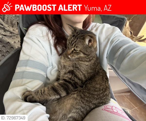 Lost Male Cat last seen Villa Serena apmts, Yuma, AZ 85364