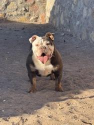 Reunited Female Dog last seen Near santa barbara drive socorro tx 79927, Socorro, TX 79927