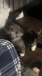 Lost Male Cat last seen It’s 1200 North June street Hollywood, Los Angeles, CA 90038