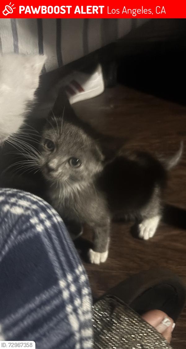 Lost Male Cat last seen It’s 1200 North June street Hollywood, Los Angeles, CA 90038