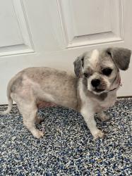 Found/Stray Female Dog last seen Fairfield Place Drive and Cypresswood, Houston, TX 77433
