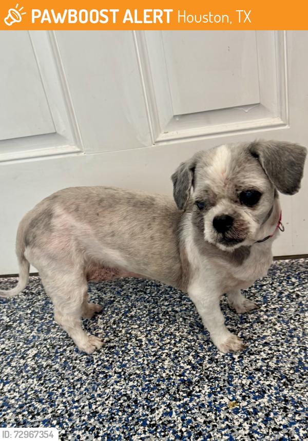 Found/Stray Female Dog last seen Fairfield Place Drive and Cypresswood, Houston, TX 77433