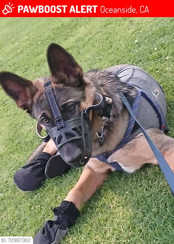 Lost Male Dog last seen Emerald Drive Oceanside , Oceanside, CA 92056