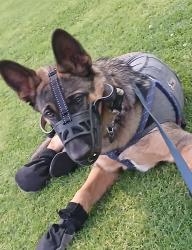 Lost Male Dog last seen Emerald Drive Oceanside , Oceanside, CA 92056
