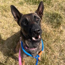 Shelter Stray Female Dog last seen , Matteson, IL 60443