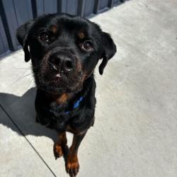 Shelter Stray Female Dog last seen , Matteson, IL 60443