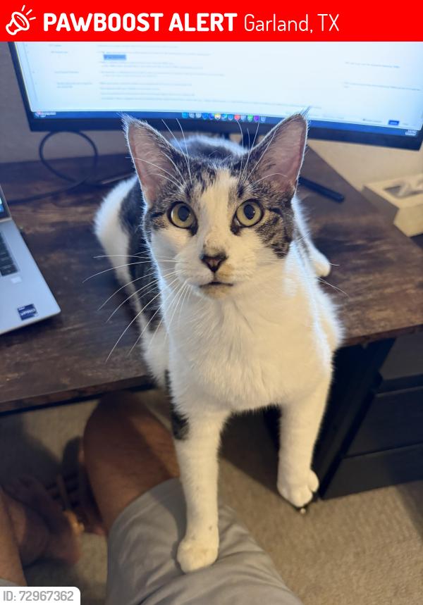 Lost Female Cat last seen Kelso ln, Garland, TX 75043