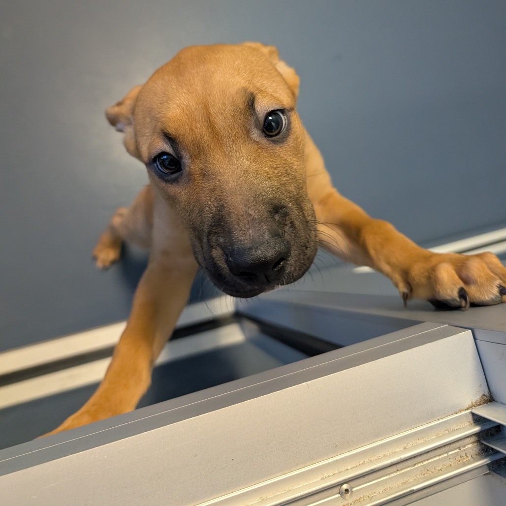 Shelter Stray Female Dog last seen , Greensboro, NC 27409
