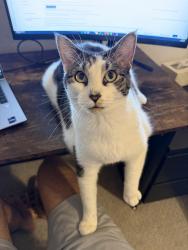 Lost Female Cat last seen Kelso ln, Garland, TX 75043