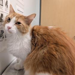 Shelter Stray Male Cat last seen , Jacksonville, FL 32216