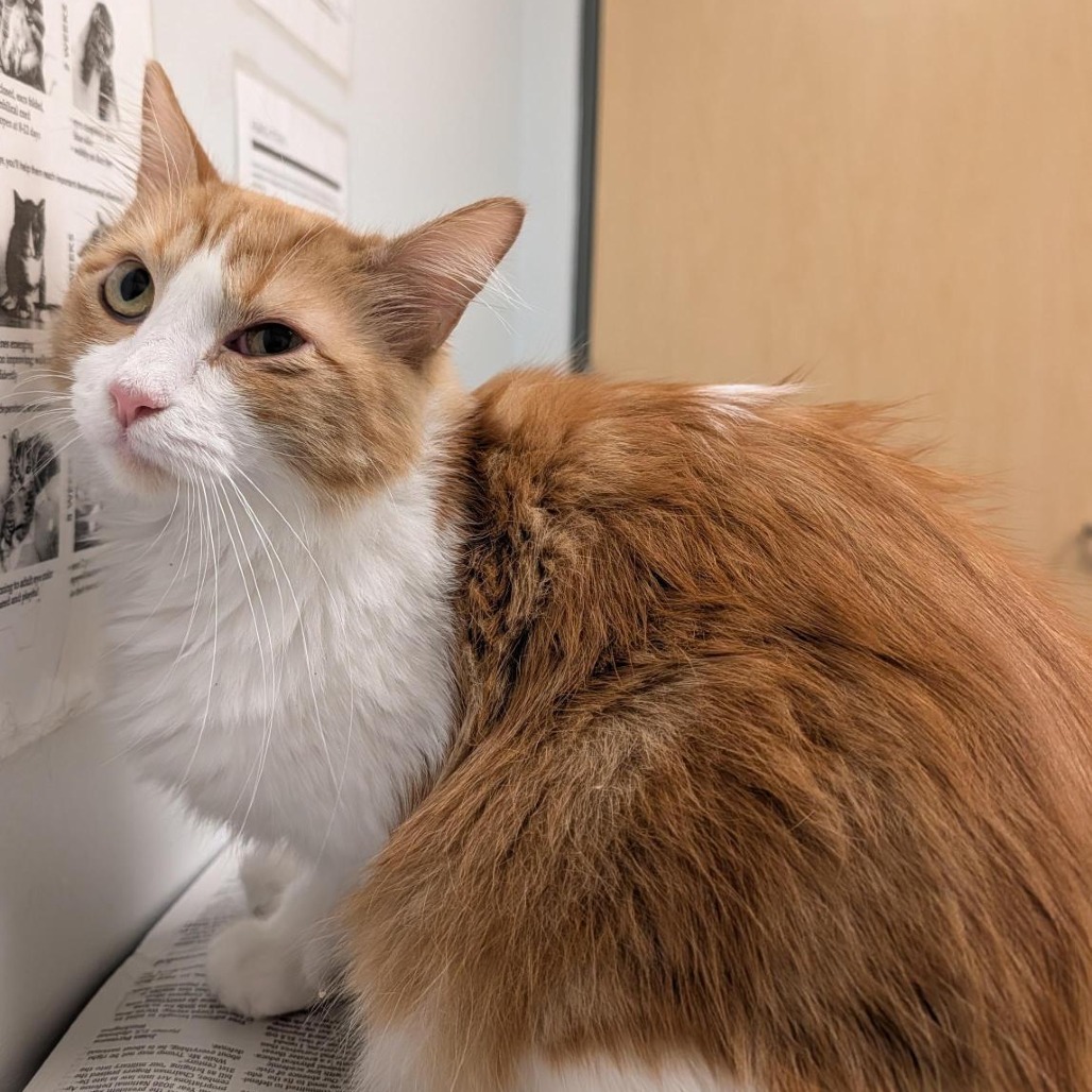 Shelter Stray Male Cat last seen , Jacksonville, FL 32216