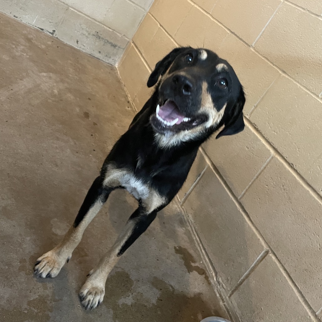 Shelter Stray Female Dog last seen , Edinburg, TX 78539