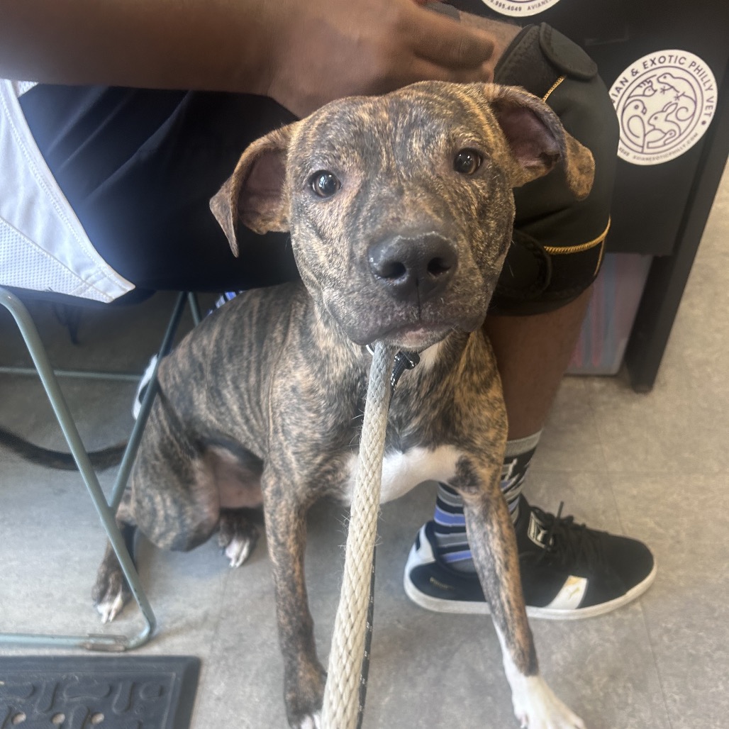Shelter Stray Male Dog last seen , Philadelphia, PA 19140