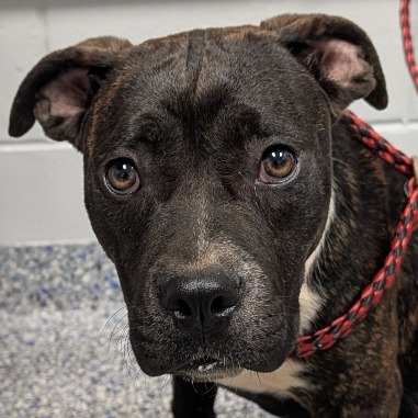 Shelter Stray Female Dog last seen , Greenville, SC 29609
