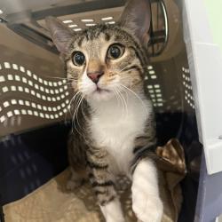 Shelter Stray Male Cat last seen , Oak Park, IL 60304