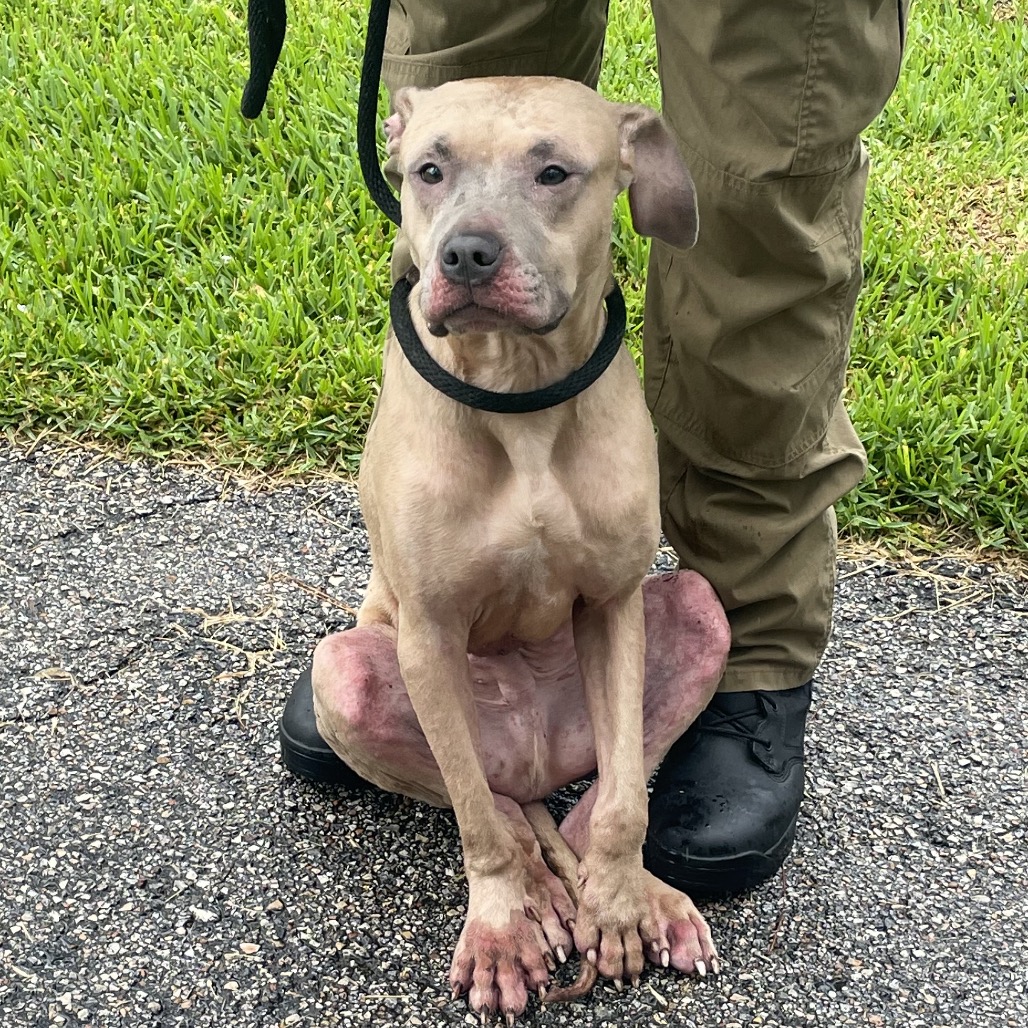 Shelter Stray Male Dog last seen , Dickinson, TX 77539