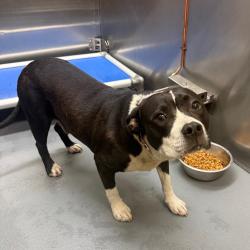 Shelter Stray Female Dog last seen , Memphis, TN 38133