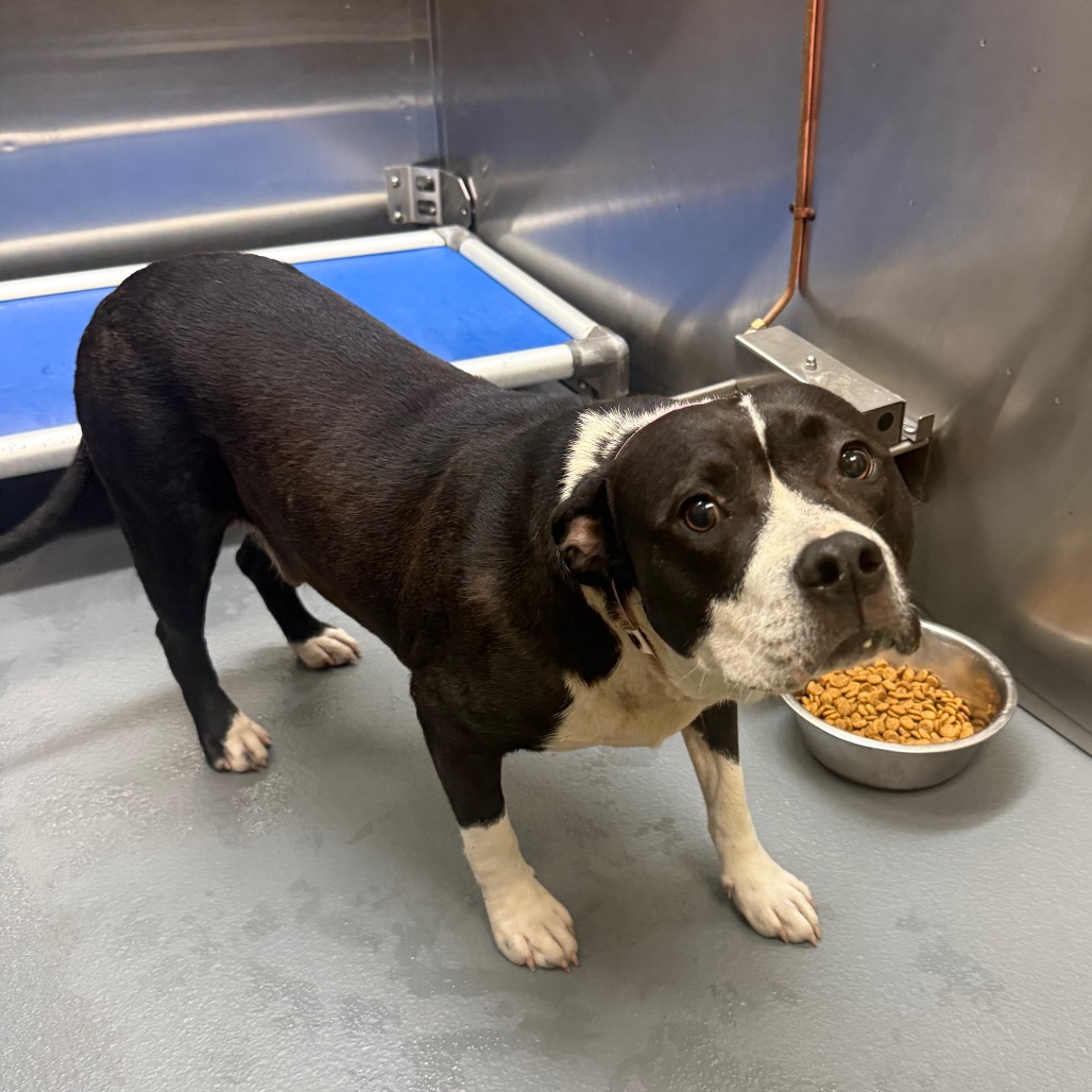 Shelter Stray Female Dog last seen , Memphis, TN 38133