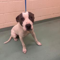 Shelter Stray Male Dog last seen , Memphis, TN 38133