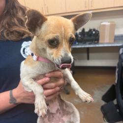 Shelter Stray Female Dog last seen , Memphis, TN 38133