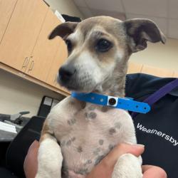 Shelter Stray Male Dog last seen , Memphis, TN 38133
