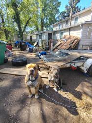Reunited Male Dog last seen Bethesda rd, Lexington, NC 27295