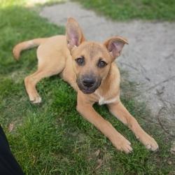 Shelter Stray Male Dog last seen , Memphis, TN 38133