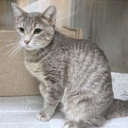 Shelter Stray Male Cat last seen , Memphis, TN 38133