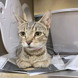 Shelter Stray Female Cat last seen , Memphis, TN 38133