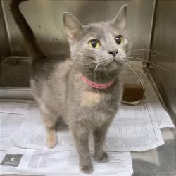 Shelter Stray Female Cat last seen , Memphis, TN 38133