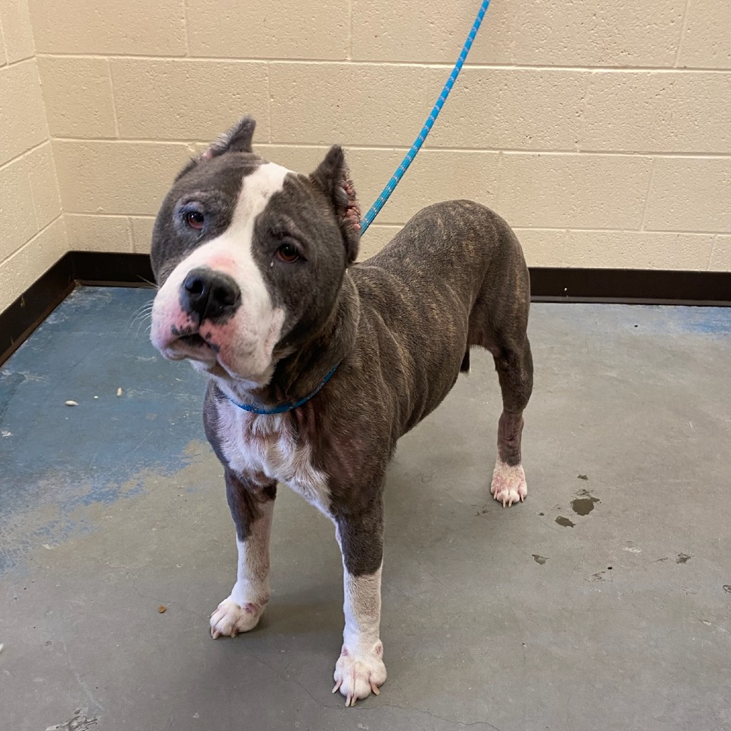 Shelter Stray Female Dog last seen , Memphis, TN 38133