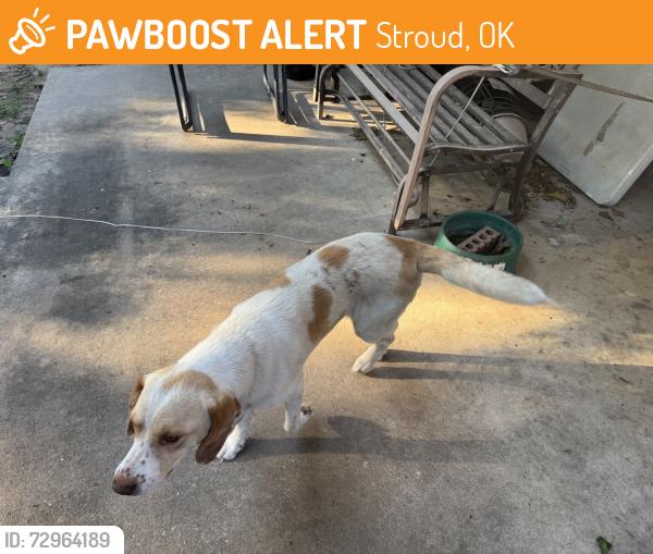 Found/Stray Male Dog last seen Near S 3540 Rd, Stroud, OK 74079