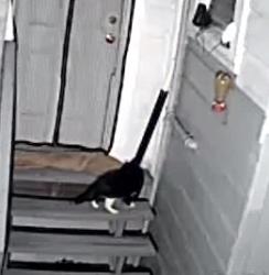 Found/Stray Unknown Cat last seen Between 5th and 6th streets, San Francisco, CA 94107