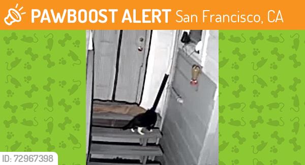Found/Stray Unknown Cat last seen Between 5th and 6th streets, San Francisco, CA 94107