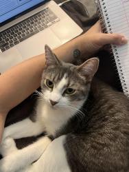 Lost Female Cat last seen Roy Goins Rd, Rutherfordton NC, Rutherford County, NC 28139