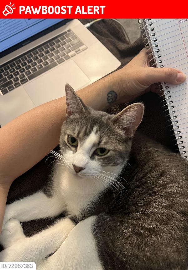 Lost Female Cat last seen Roy Goins Rd, Rutherfordton NC, Rutherford County, NC 28139