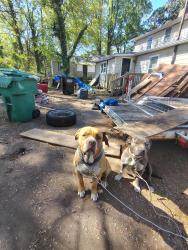 Reunited Male Dog last seen Bethesda rd, Lexington, NC 27295
