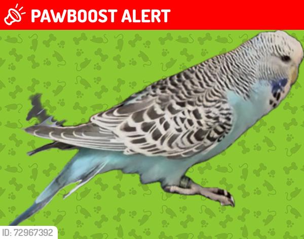 Lost Female Bird last seen Roger ascham primary school, Greater London, England E17