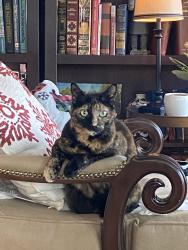 Lost Female Cat last seen South side of Wyndcrest Ave at the intersection with Summit Ave, Catonsville, MD 21228