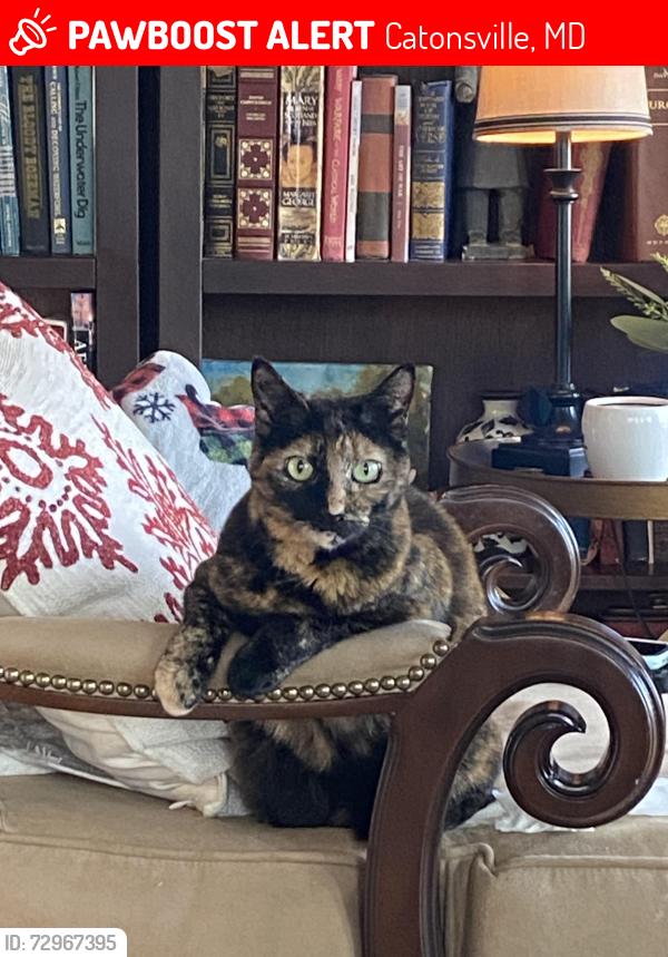 Lost Female Cat last seen South side of Wyndcrest Ave at the intersection with Summit Ave, Catonsville, MD 21228