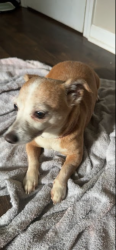 Lost Female Dog last seen NCCU, Colfax, NC 27235
