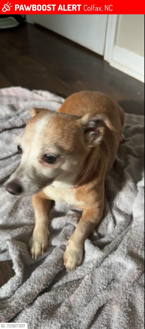 Lost Female Dog last seen NCCU, Colfax, NC 27235