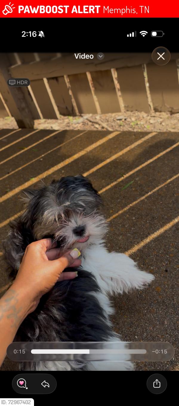 Lost Female Dog last seen Hickory forest apmts , Memphis, TN 38119