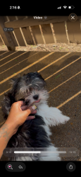Lost Female Dog last seen Hickory forest apmts , Memphis, TN 38119