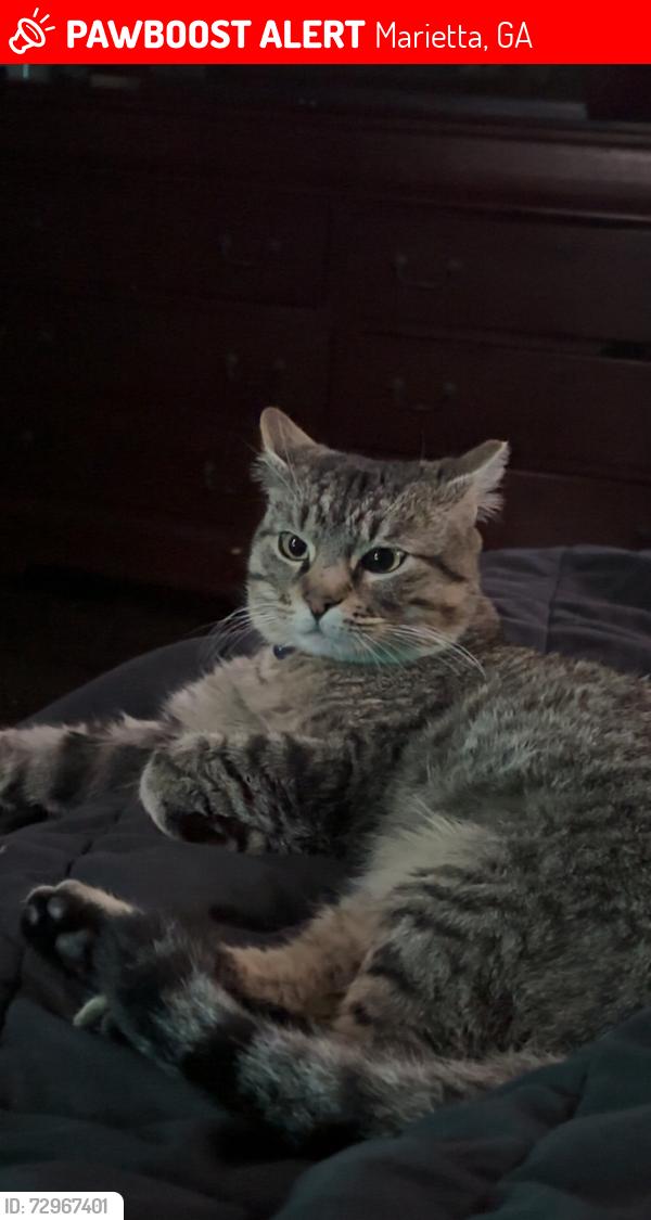 Lost Male Cat last seen near pilgrim baptist church marietta ga, Marietta, GA 30060