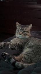 Lost Male Cat last seen near pilgrim baptist church marietta ga, Marietta, GA 30060