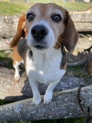 Reunited Female Dog last seen Ridley’s road, Walkertown, NC 27051