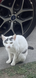Found/Stray Female Cat last seen Cactus , Rialto, CA 92376