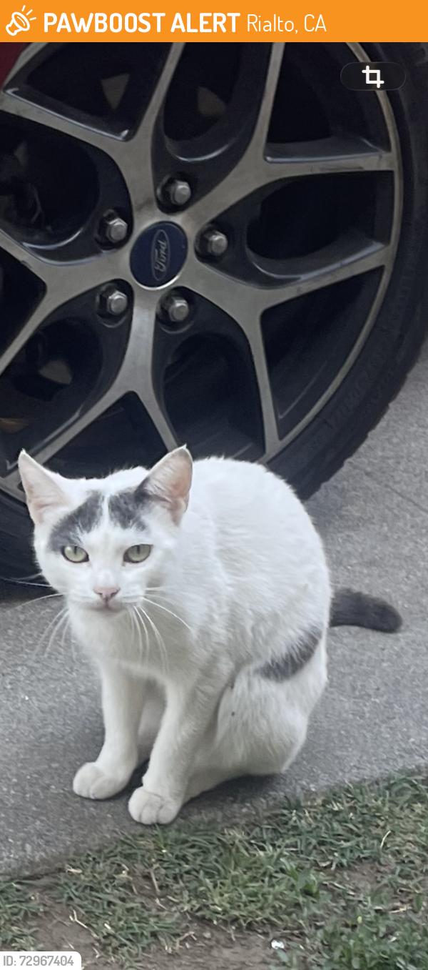 Found/Stray Female Cat last seen Cactus , Rialto, CA 92376